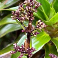 Hedyotis gardneri Thwaites